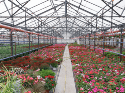 Промышленные теплицы